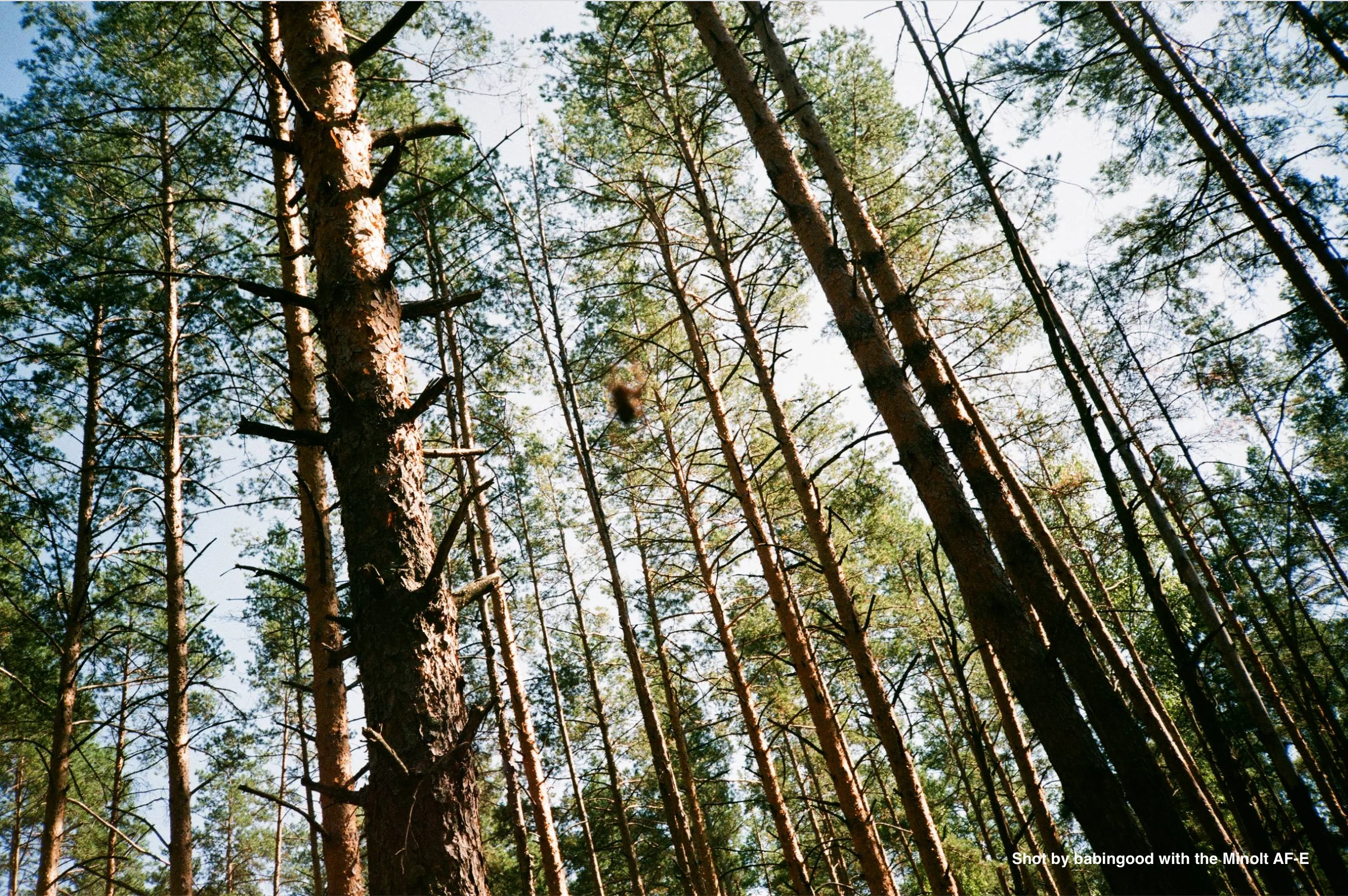 Minolta AF-E Silver - Image 5