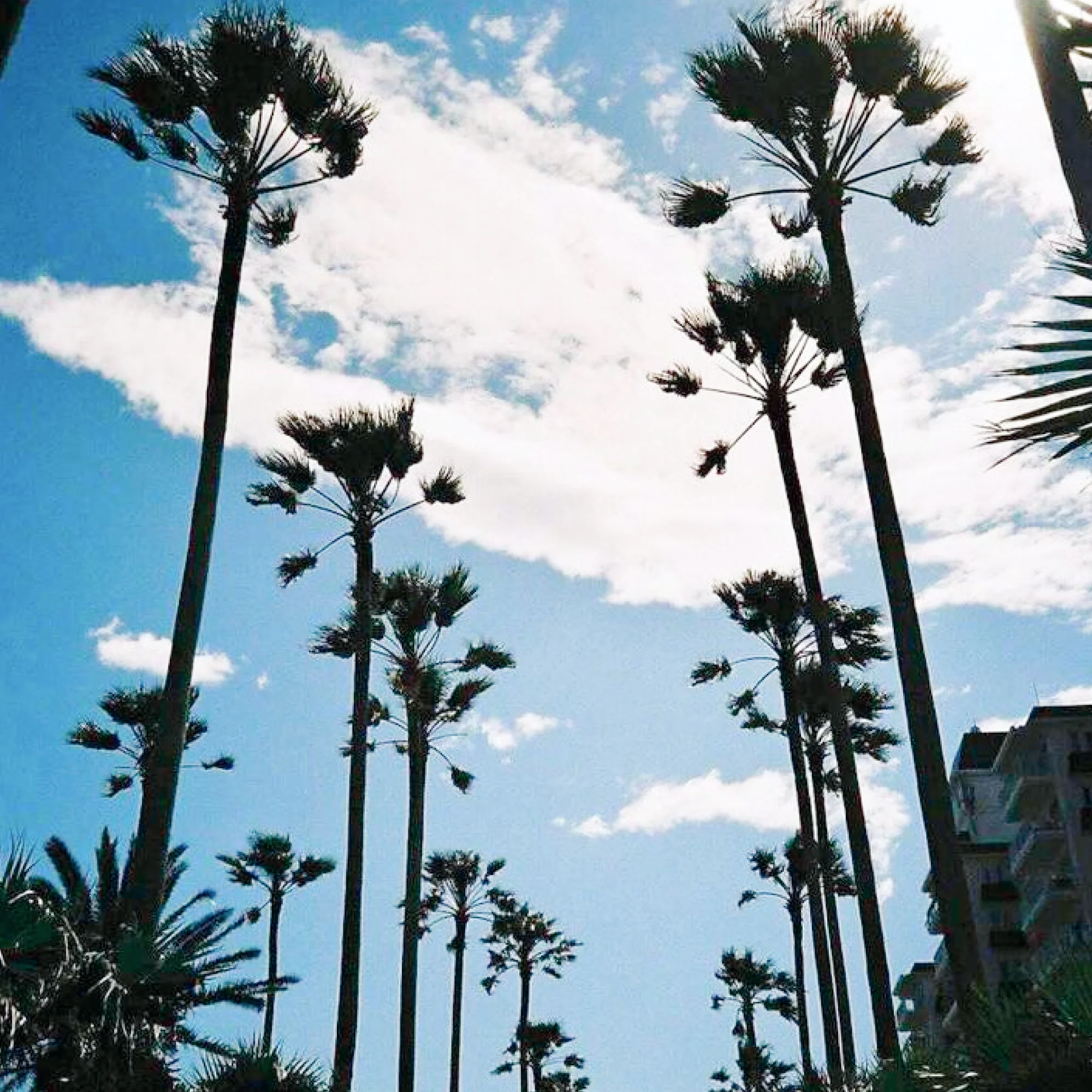 Yashica ISO 250 - Image 3